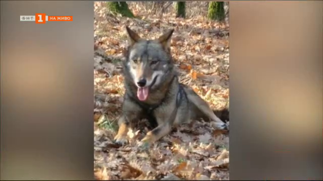 Вълчица избяга от зоокът в Хасково и се разхожда в парка - Българска  национална телевизия