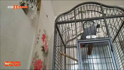 Джаро - най-приказливият папагал в България 