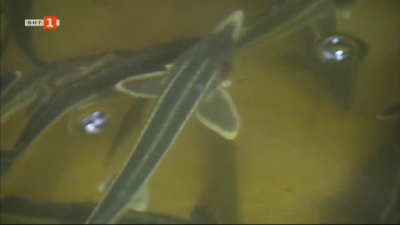 Есетрови риби, отглеждани във Варненско