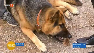 В Русе масово не регистрират домашните кучета