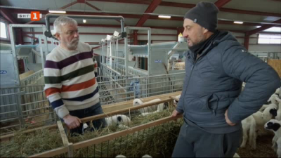 IT експерт създава развъдно-селекционен център за отглеждане на елитни породи овце