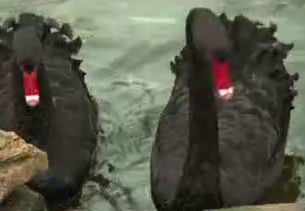 Черните лебеди Антонио и Вероника във Варненския зоопарк стават на 6 години