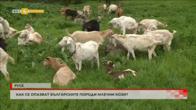 Как се опазват българските породи млечни кози? 