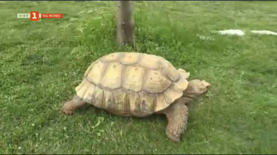 Най-голямата костенурка на Балканите живее в Бургаския зоопарк