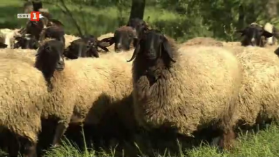 Ще изчезне ли породата Плевенска черноглава овца
