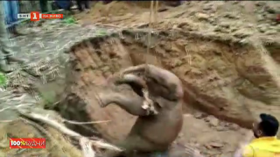 Как горски служители в Индия спасиха слонче от дъното на кладенец