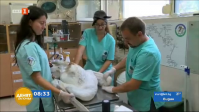 Откриха 6 ранени розови пеликани в язовир Розов кладенец край Гълъбово