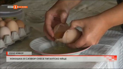 Кокошка в бургаското село Извор снесе гигантско яйце