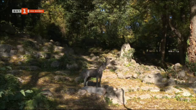 Възстановиха статуята на късметлийското козле на Варна