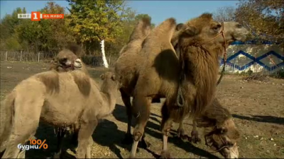 Да отглеждаш камили в България