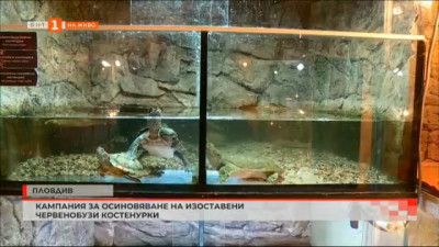 Кампания за осиновяване на изоставени червенобузи костенурки в Природо-научния музей в Пловдив