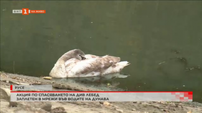 Акция по спасяването на див лебед, заплетен в мрежи във водите на Дунава