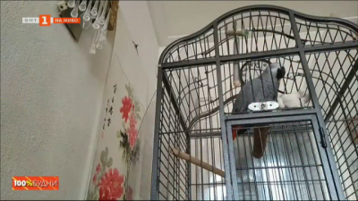 Джаро - най-приказливият папагал в България