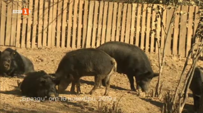 Източнобалканската свиня пред риск от изчезване в България 