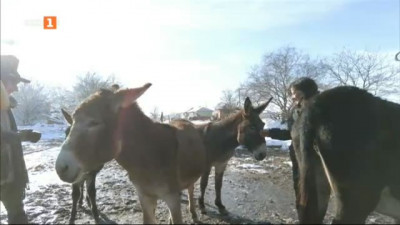 Фермата за отглеждане на магарета на Гергана Стоева