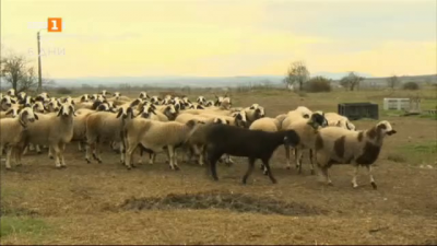 Елитно стопанство с българска местна порода овце