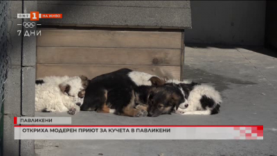 Общински приют за безстопанствени кучета е открит в Павликени