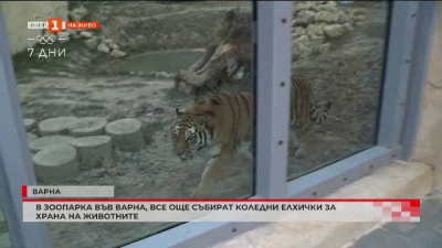 Зоопаркът във Варна още събира коледни елхички за животните 