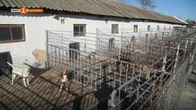 Рекордeн брой осиновени кучета от приюта за бездомни животни в Добрич