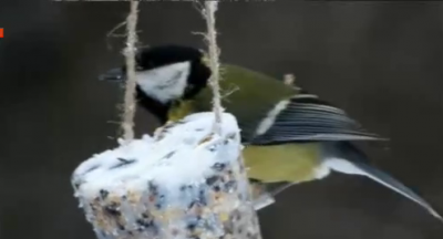 Как преживяват птиците в студените месеци и с какво се хранят?