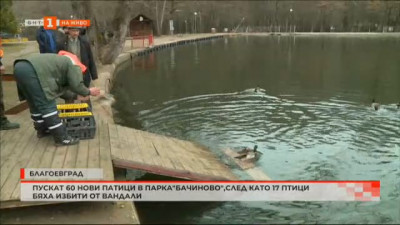 Заселиха нови 60 патици в езерото в Бачиново