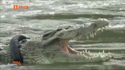 Любопитно: Спасен крокодил