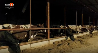 Ферма за крави в град Раковски