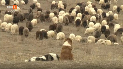 Семейна ферма с каракачански овце в село Долна Градешница