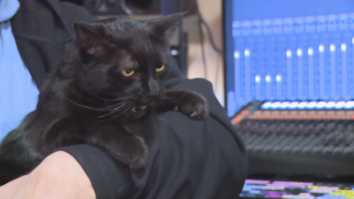 Котка е домакин на звукозаписно студио във Варна