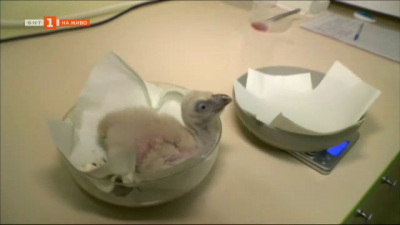 Излюпи се бебе от защитения вид белоглави лешояди