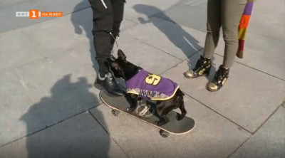 Куче скейтбордист е атракция във Варна