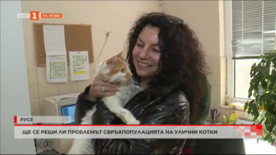 Ще се реши ли проблемът със свръхпопулацията на улични котки в Русе