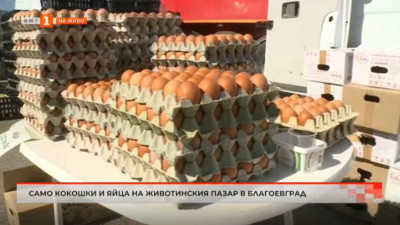 Само кокошки и яйца на животинския пазар в Благоевград