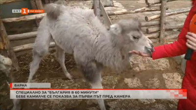 Бебе камилче е новата атракция в зоопарка във Варна