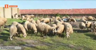Лесно ли е да отглеждаш стадо от 150 овце?
