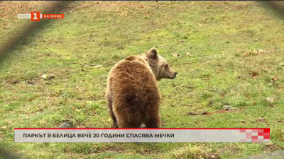 Изложба за парка за мечки в Белица