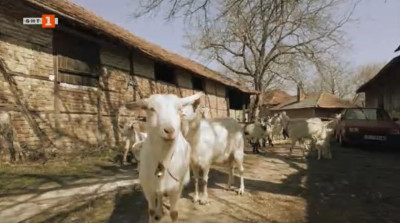 Селски туризъм в село Горско Сливово