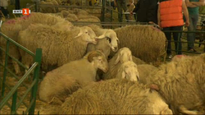 Фермерски истории от Националния събор на овцевъдите