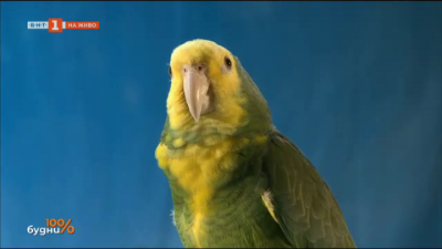 Как се дресира папагал 
