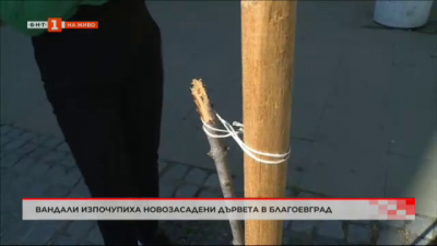 Вандали изпочупиха новозасадени дървета в Благоевград