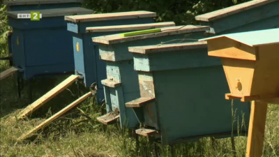 Иновативен кошер следи развитието на пчелните семейства