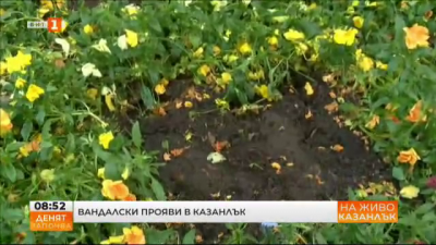 Вандалски акт: Съсипаха новозасадените цветни градини на Казанлък