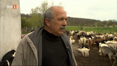 Щастливи на село: Как кметски наместник и акушерка печелят от стадо кози в с. Велислав 