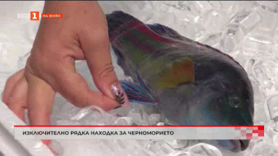 Бургазлия намери изключително рядко срещан вид риба за Черноморието