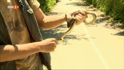 Небивалици: Колко опасни са змиите в България