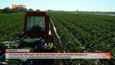 Земеделци твърдят, че не получават достатъчна помощ от държавата за нанесените щети от градушките в Садово