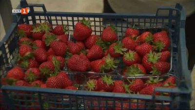 Как технологиите правят възможно целогодишното производство на ягоди в с. Попово