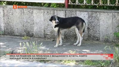 Има ли решение на проблема с бездомните кучета, които нападат хората в Каварна?