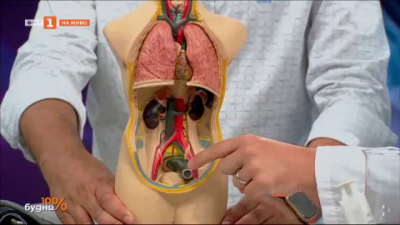 Анатомия на простата