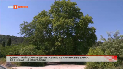 Едно от най-старите дървета у нас се намира във Варна